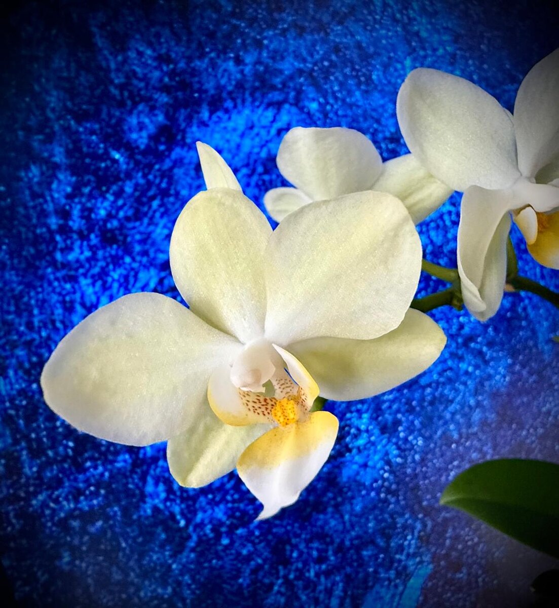 Фаленопсис Грин Пикси ,мультифлора