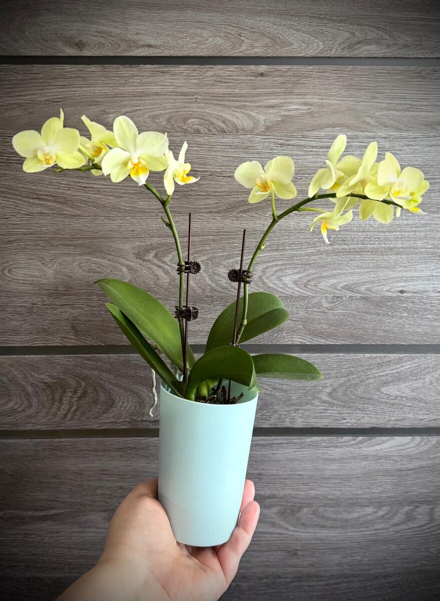 Phalaenopsis Green Pixie 