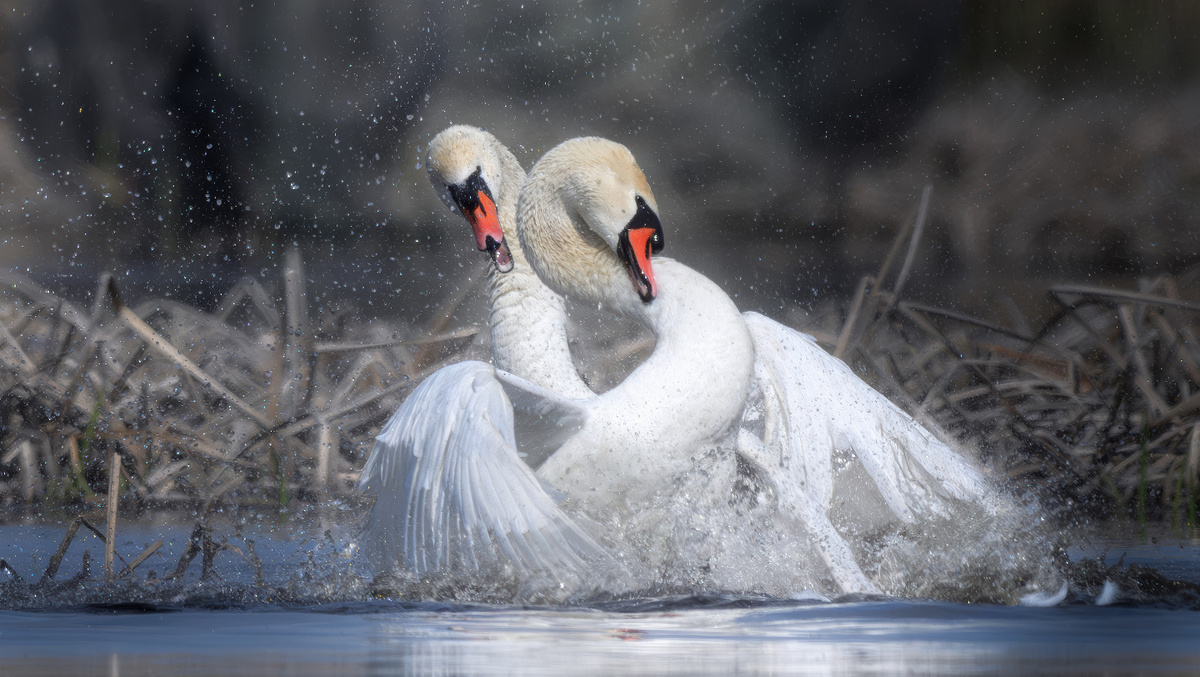    Речной бой. Лебеди-шипуны в Астраханском заповеднике. Фото: Михаил Ездаков