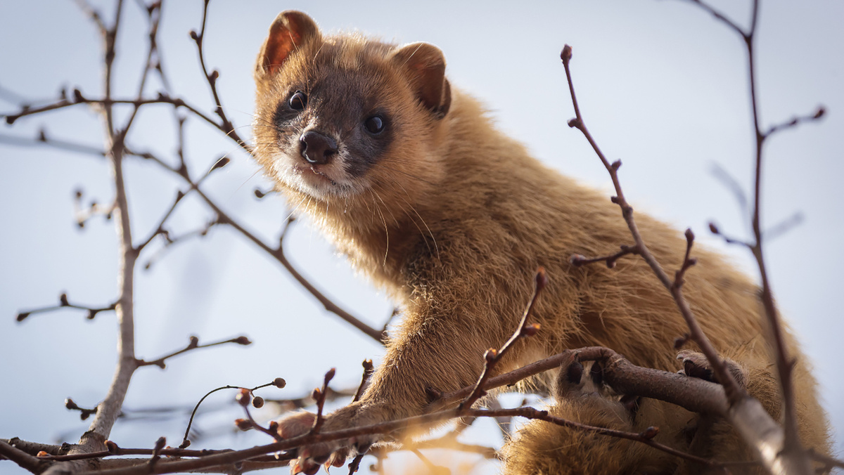    Сибирский колонок в Муравьевском парке, Амурская область . Фото: Ева Кострома