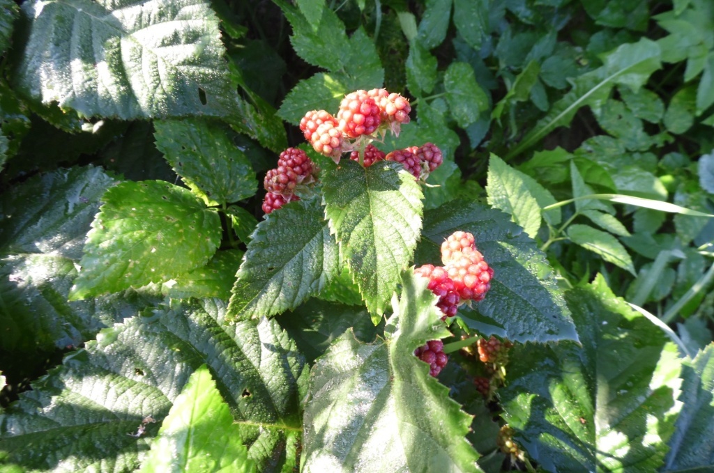 Ежевика не дозрела 