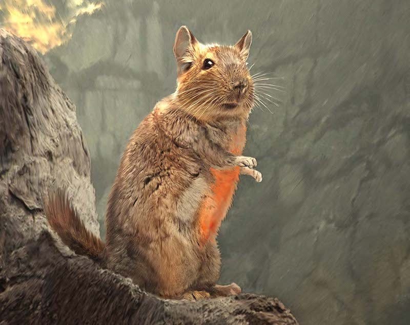 Miochinchilla surirense. Реконструкция В. Симеоновского. Авторские права принадлежат Д. Крофту