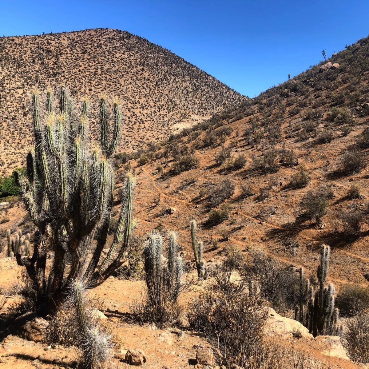Природная среда обитания чилийских шиншилл