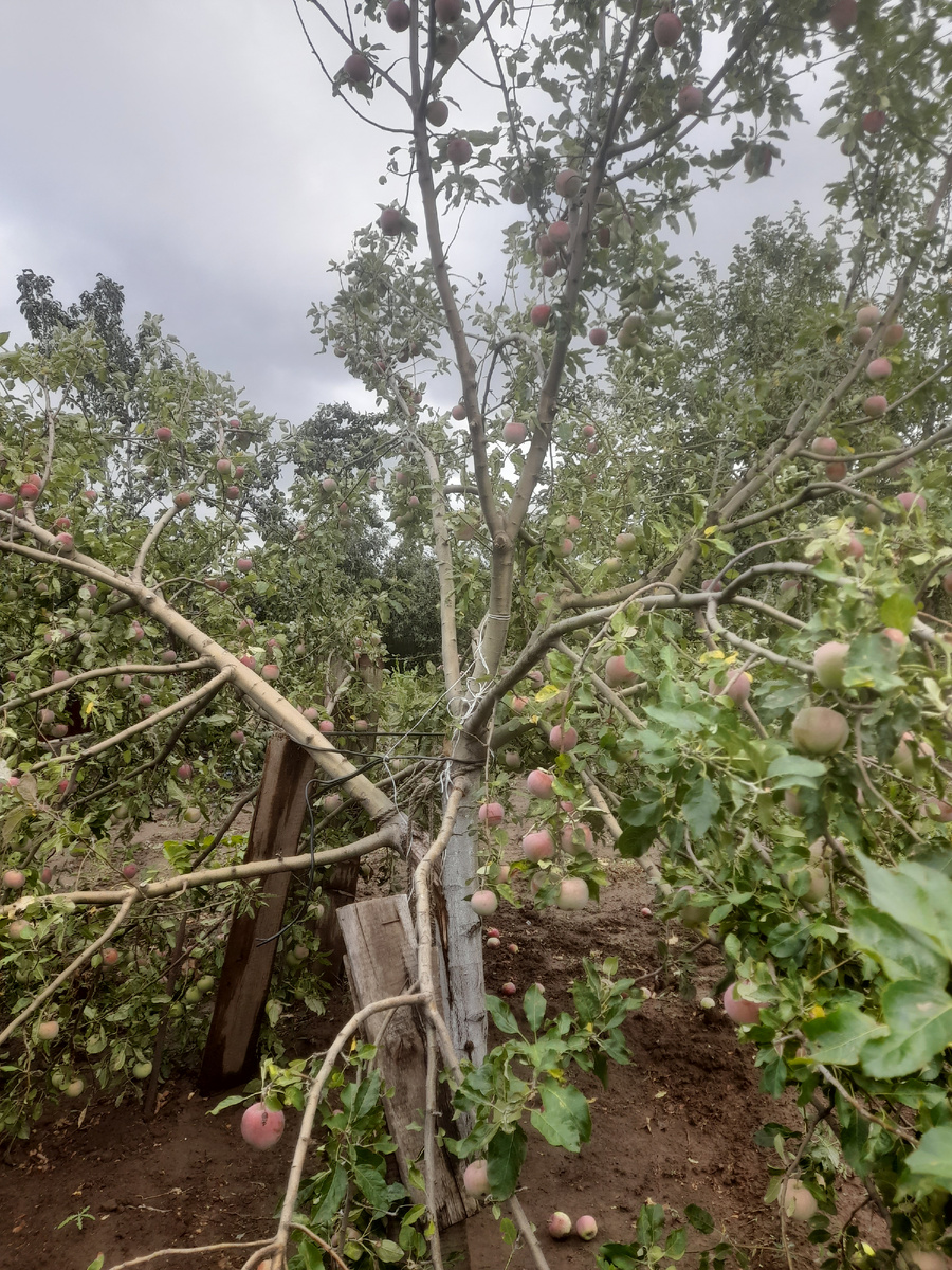 Молодая яблоня 