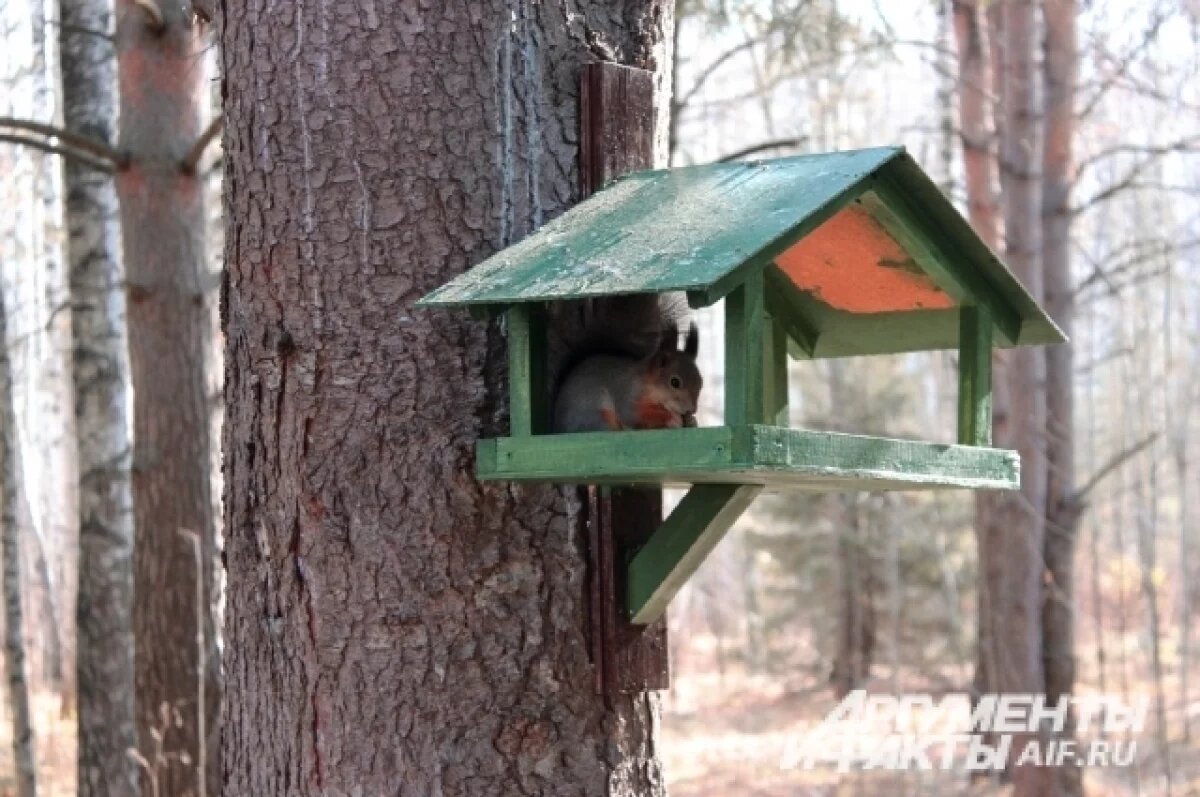    Мэрия Перми высказалась о сломанном подростками автомате для белок в парке
