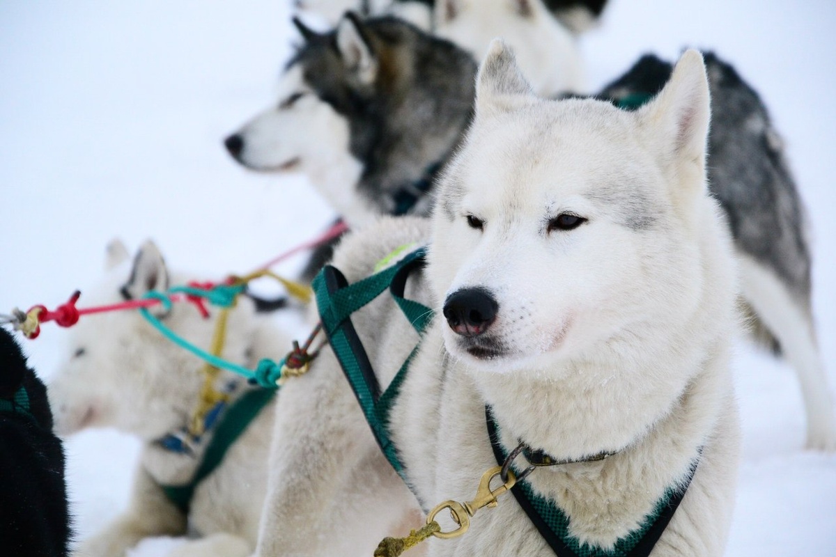 Серебро Севера Марс (экспедиция по Волге "Нон стоп 100")