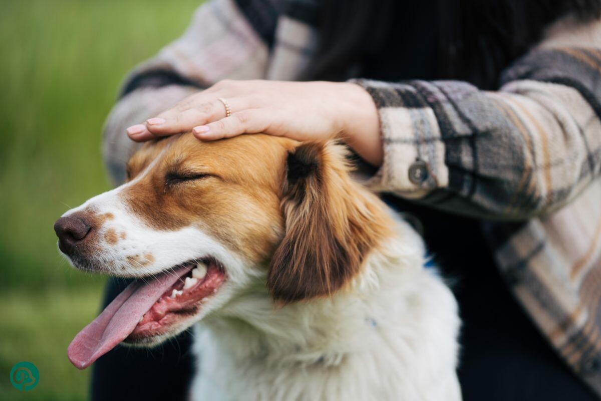 Хозяйка гладит собаку 