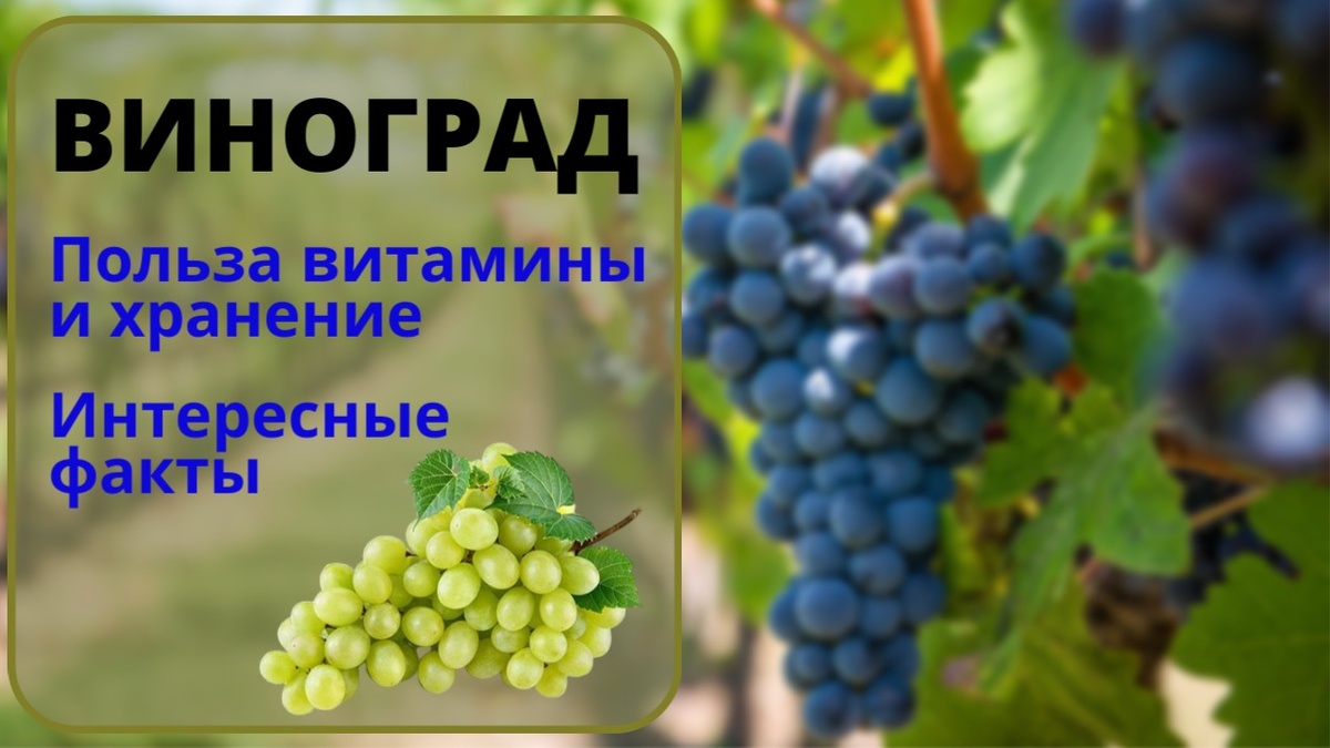 Виноград