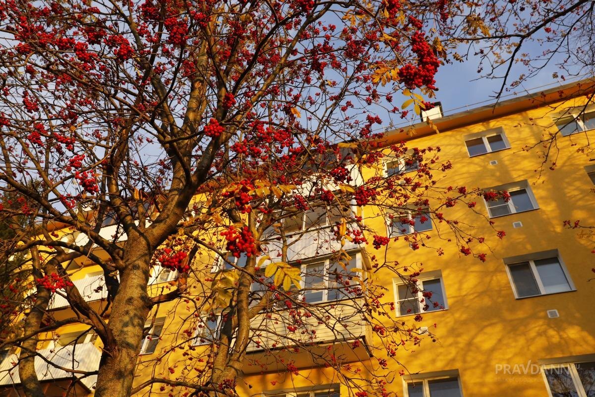    Песня Михаила Шуфутинского про сентябрь и костры рябин давно стала культурным феноменом