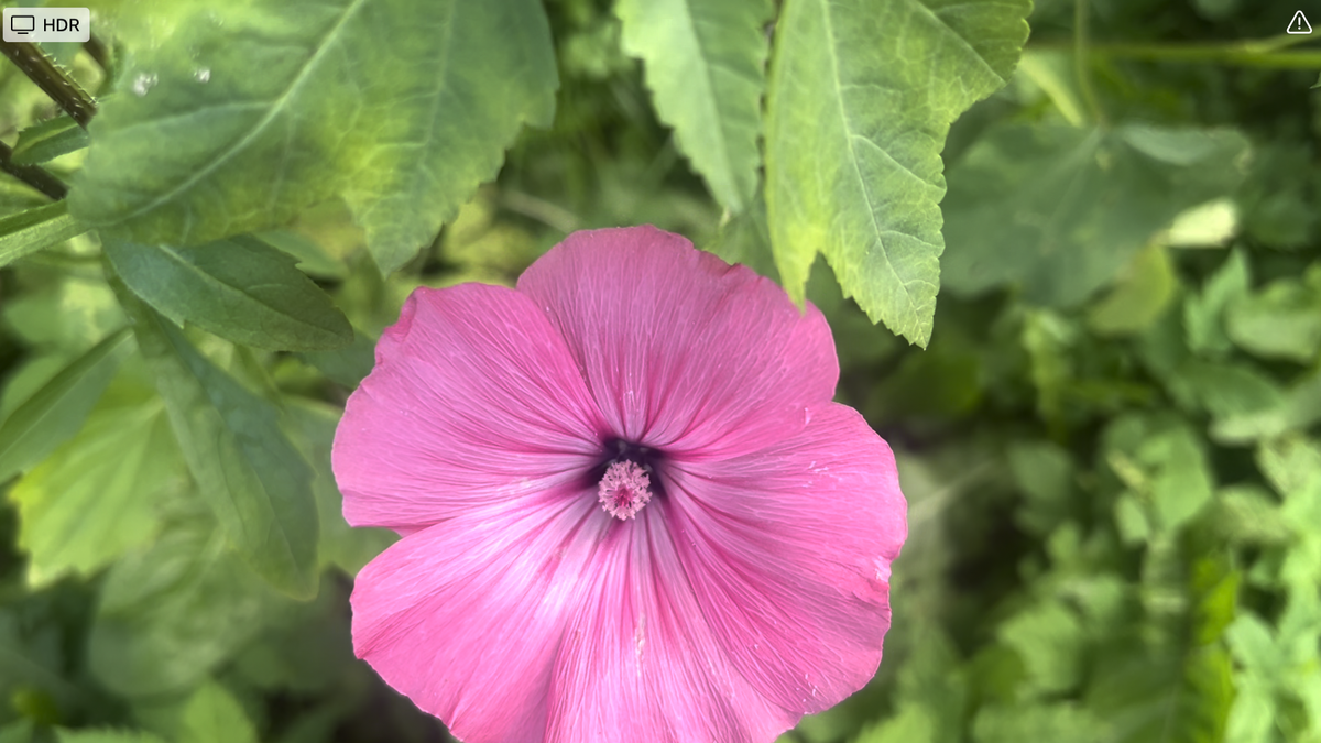 Дачное фото 2025