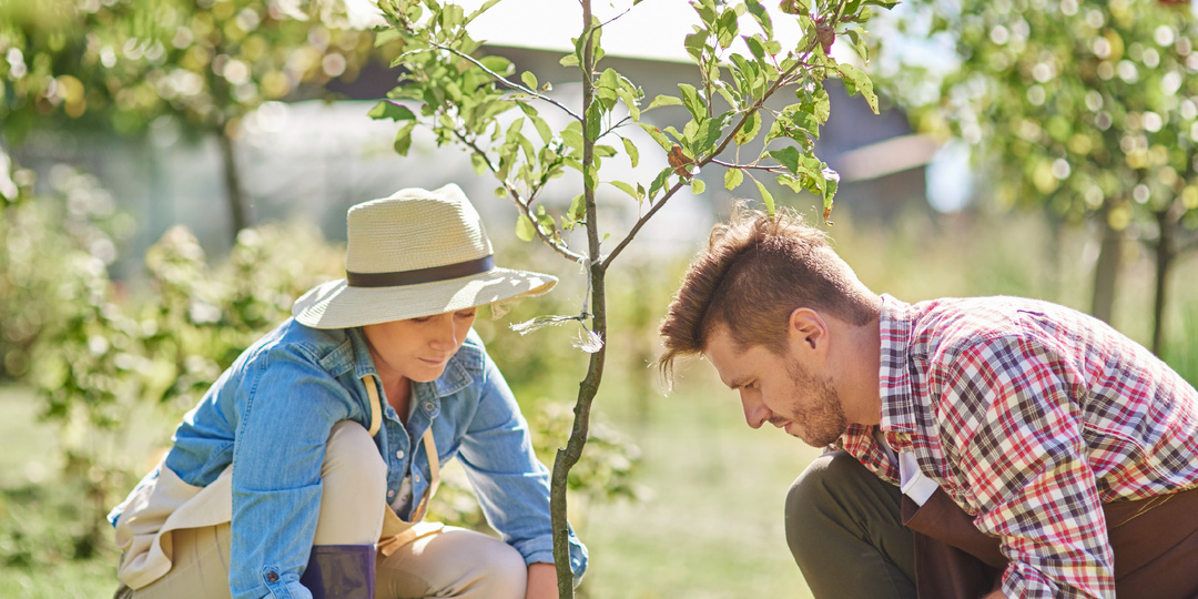 Как правильно посадить молодое дерево осенью