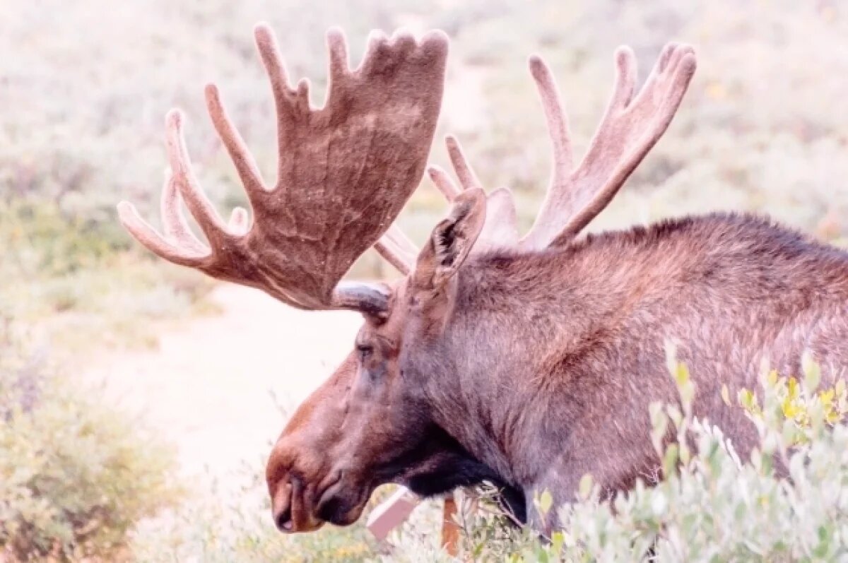    Ямалец попал под уголовное дело за незаконную охоту на лосей