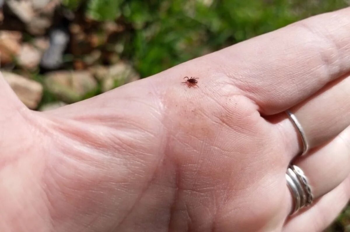    В Волгоградской области зафиксированы 13 случаев болезней от клещей