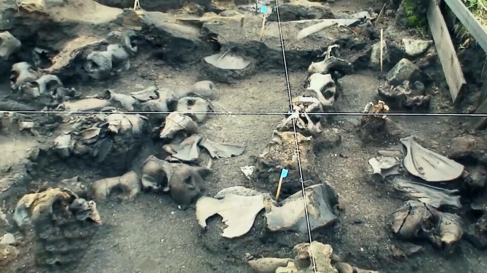 Фото: © Кадр из программы "Как устроен мир", РЕН ТВ