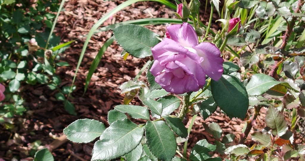 10 забот на август и сентябрь: что нужно сделать в цветнике