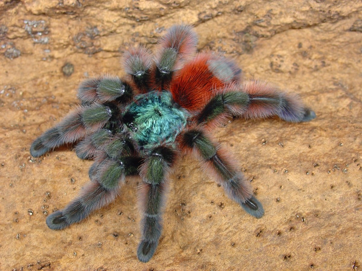 Встречайте, Avicularia versicolor — живая радуга из мира пауков!