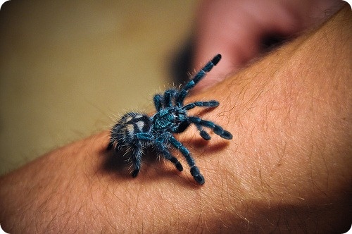 Невероятно, но факт: так выглядит малыш нашего героя. Настоящий синий сапфир!