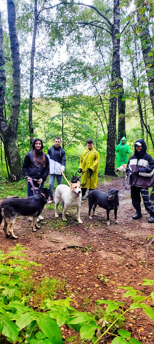 Лес по-осеннему красив