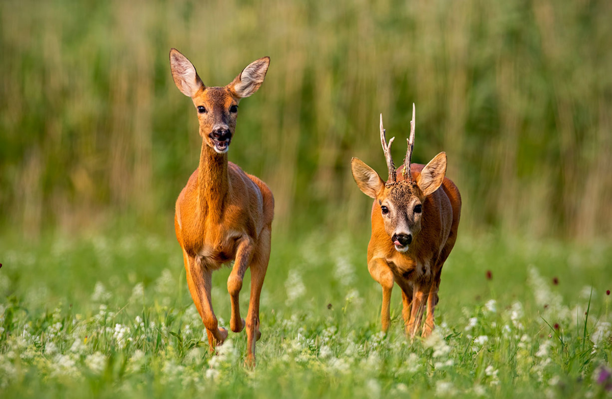    Фото: WildMedia / Shutterstock.com