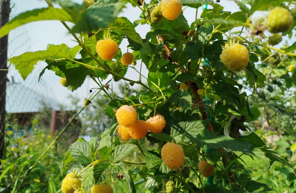  Малина Желтый гигант