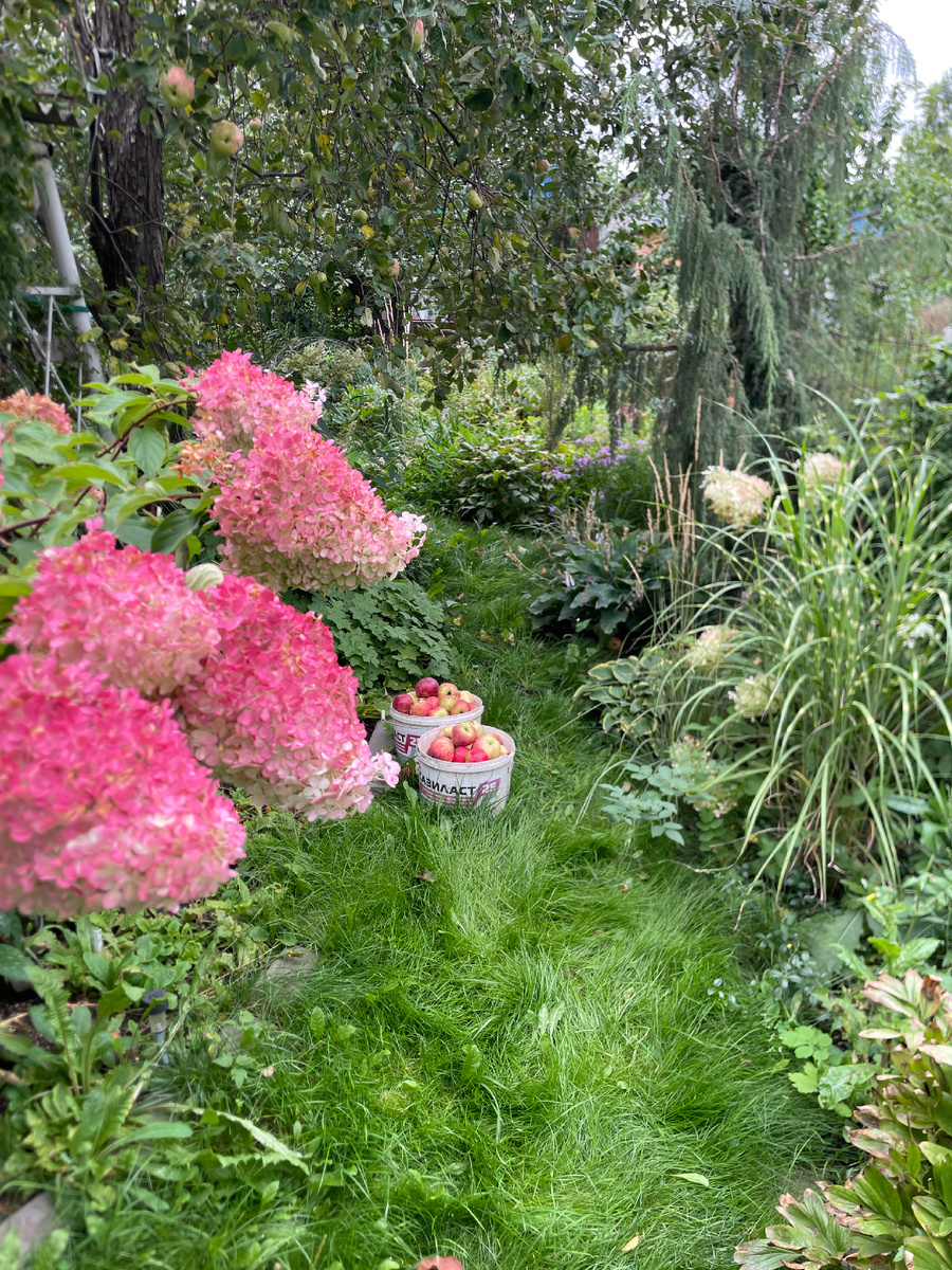 Отборная падалица. А сколько ушло в компост!