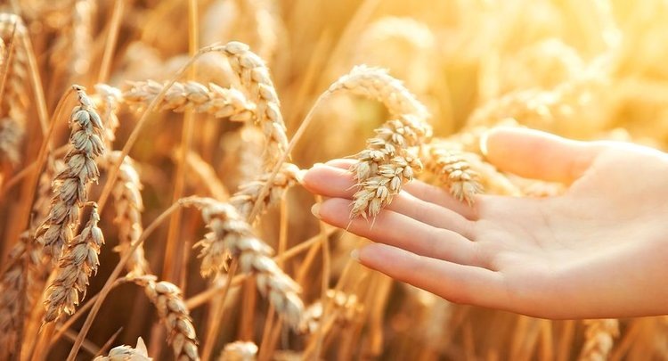    Фото: ФГБУ ЦОК АПК