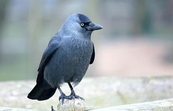 Изящная внешность и пронзительный взгляд — визитная карточка этого пернатого интеллектуала.