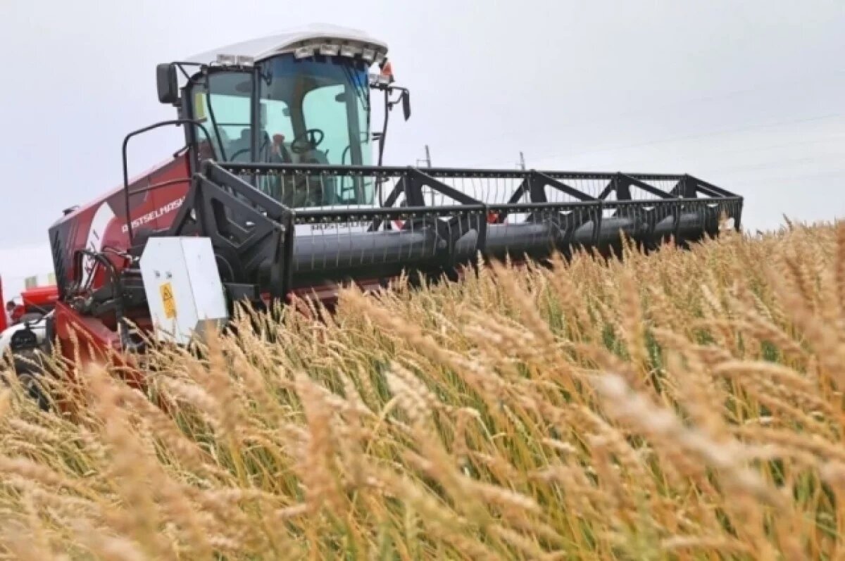    На Среднем Урале семенами местной селекции засеяна практически вся площадь зерновых полей.