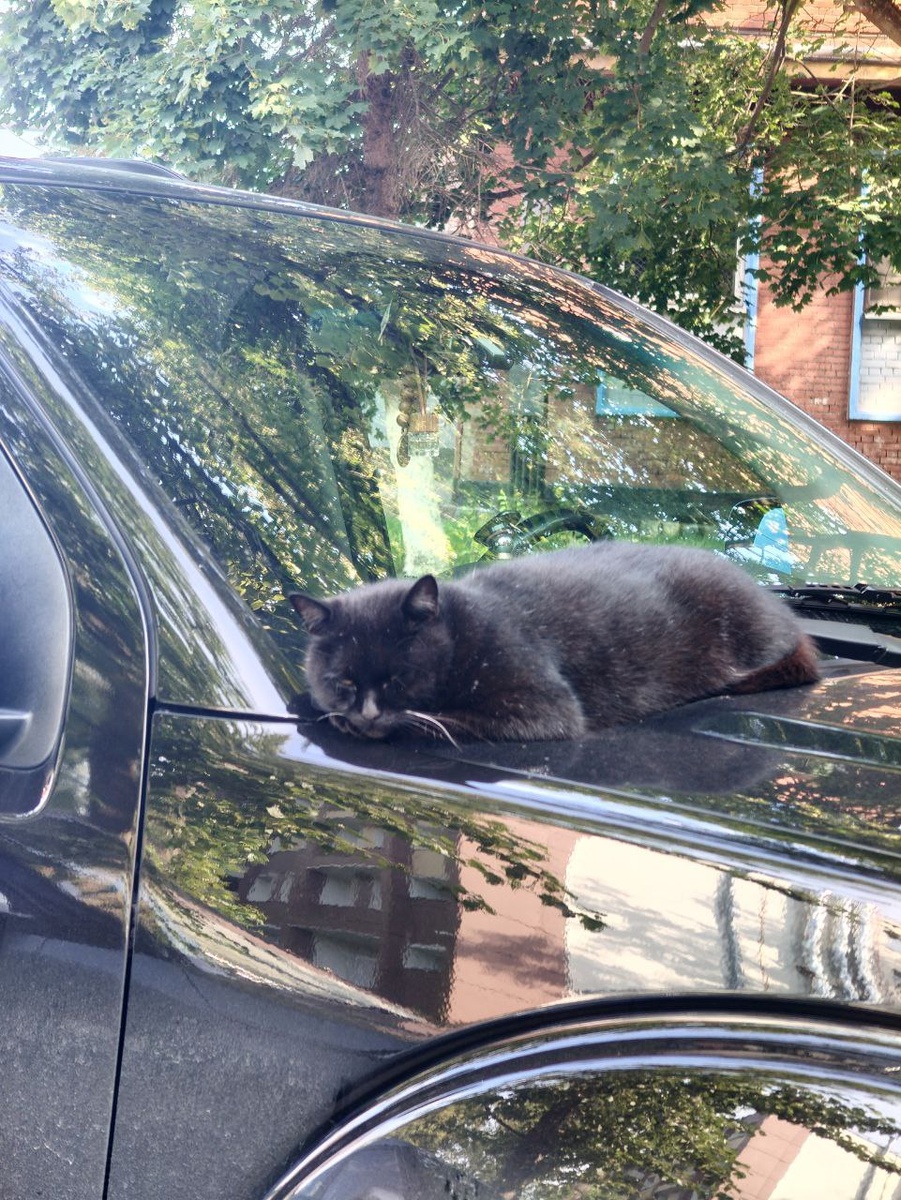 На заднем плане можно увидеть кирпичную кладку и окна Восточнопрусской рабоконсервной фабрики Курта Фрика.