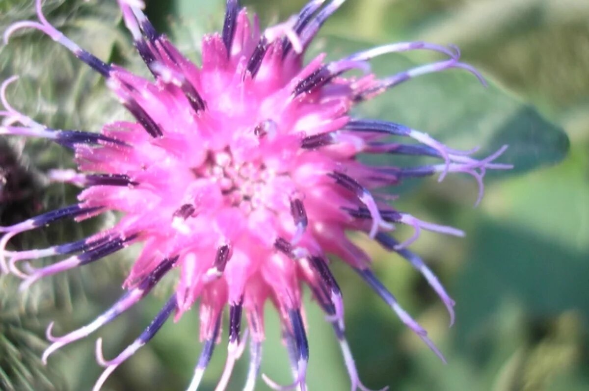    В Башкирии обнаружены тысячи гектаров ядовитого сорняка