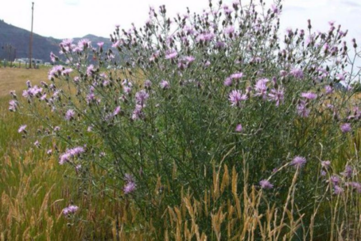    Фото: «Фитосанитария. Карантин растений», источник: phytosanitary.vniikr.ru