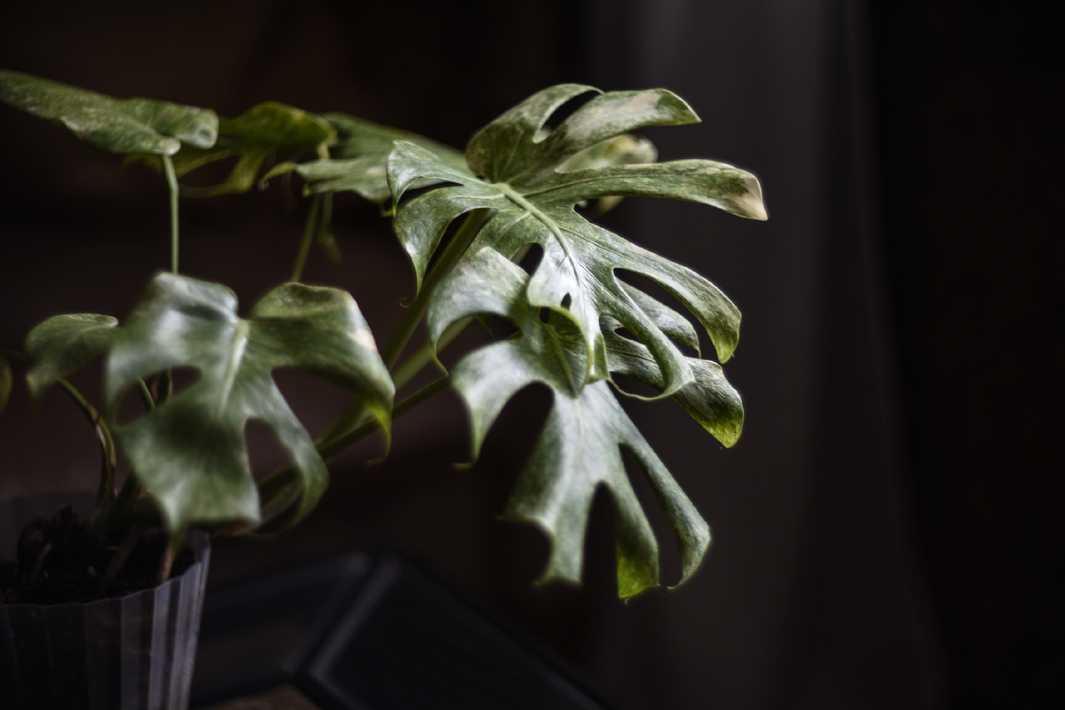 Monstera deliciosa 'Thai Constellation'. Фото: Inviridis
