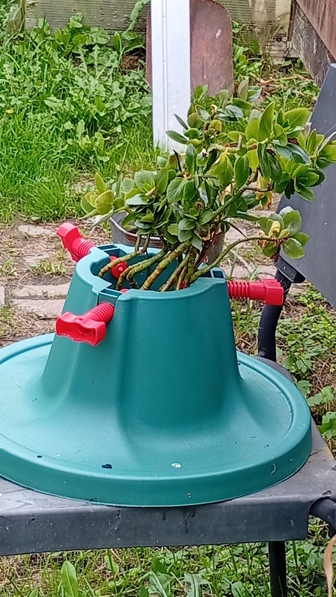 Каланхое ( фото автора )