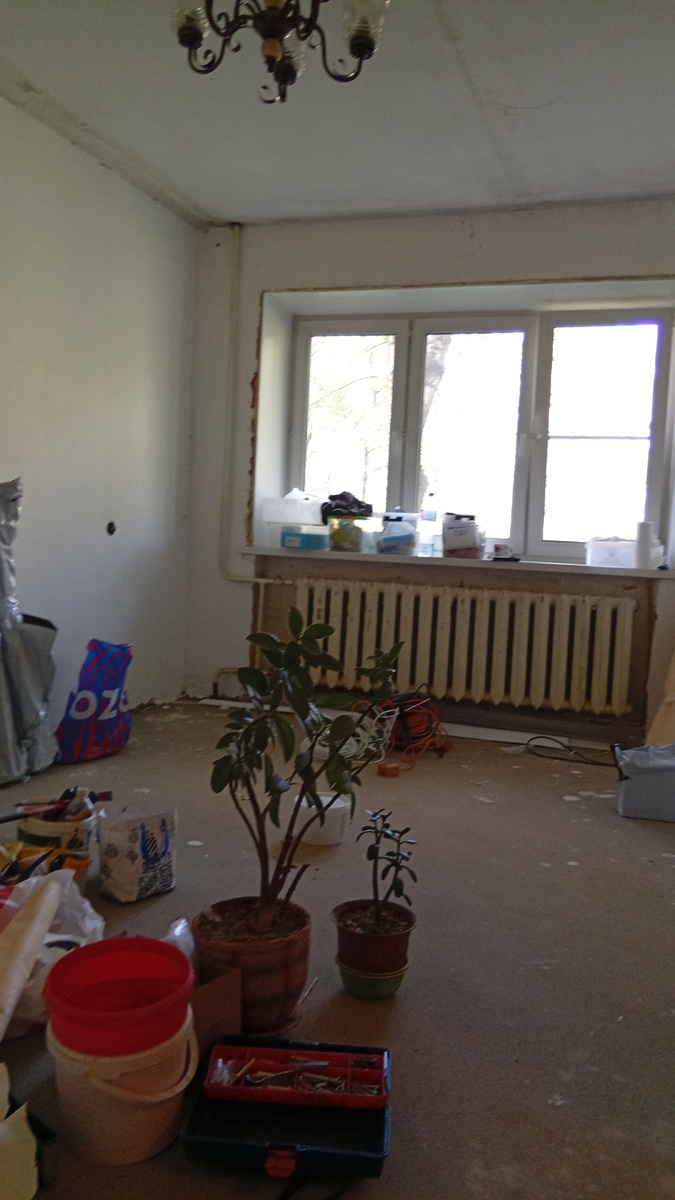 Фикус- лимон и друг его Денежное деревце ( фото автора)