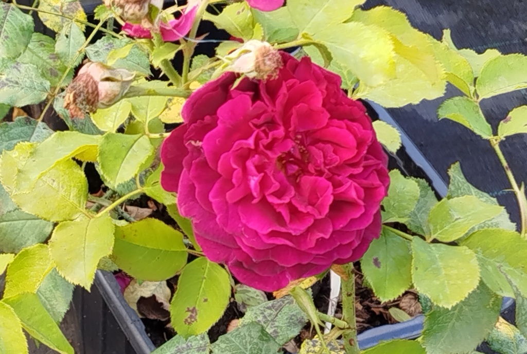  Роза Остина Манстед Вуд (The Munstead Wood)