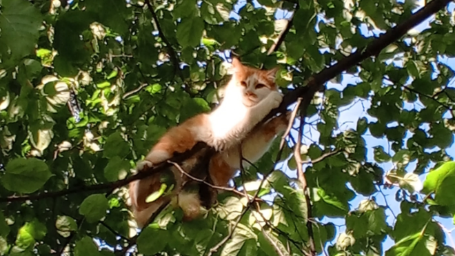 Фото: Кошкиспас