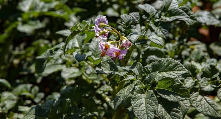    Фото: ФГБУ ЦОК АПК