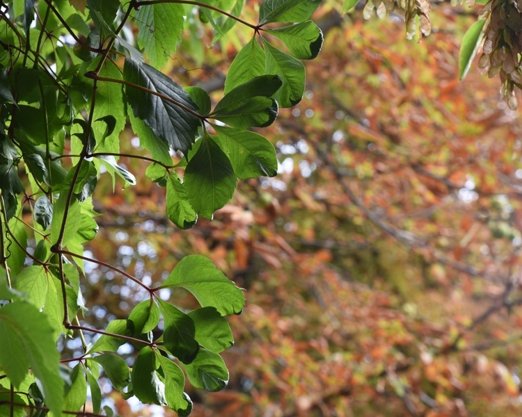     В Курской области 4 сентября ожидаются сильный ветер и +24 градусов