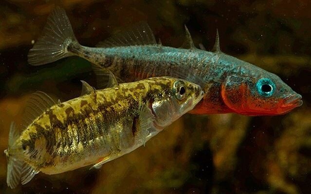 Трёхиглая колюшка.