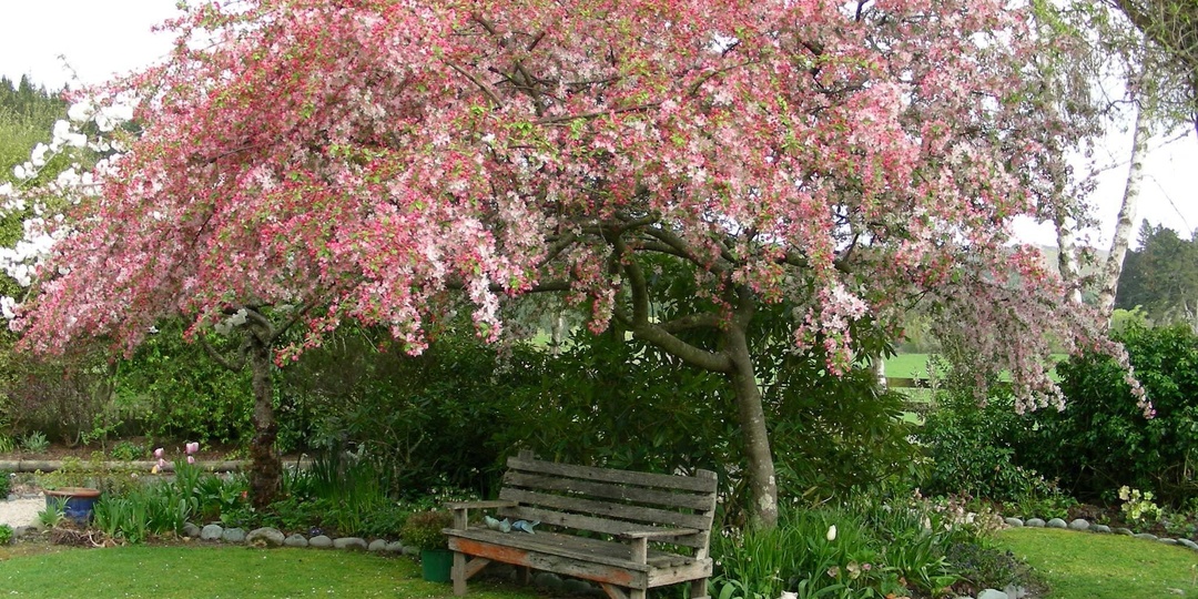 Как выбрать деревья для небольшого участка, чтобы не превратить его в лес