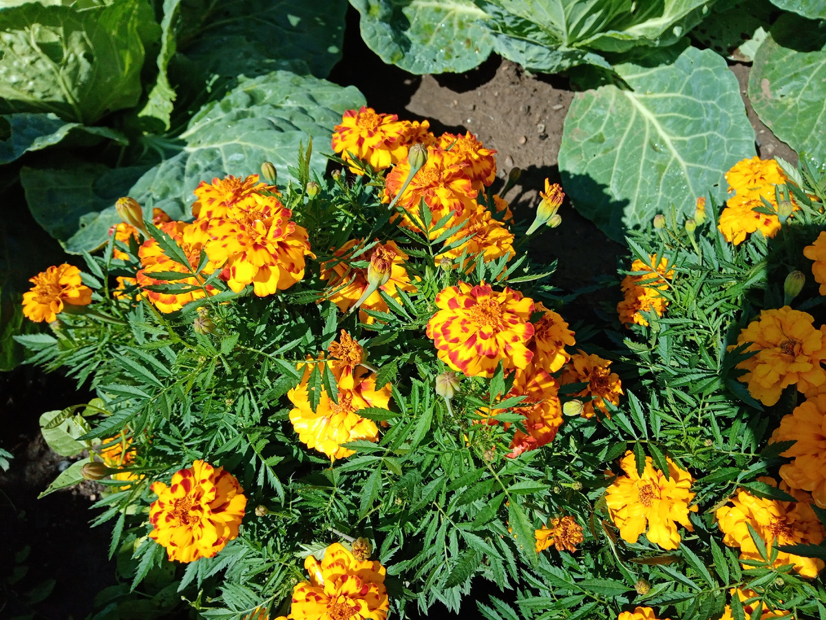 бархатцы в капусте/фото автора
