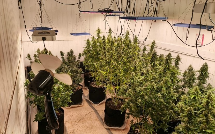    Житель Удмуртии выращивал коноплю в своей кладовке