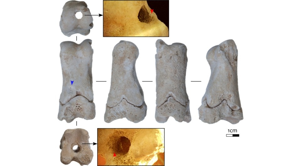  Michelle C. Langley et al. / International Journal of Osteoarchaeology, 2025