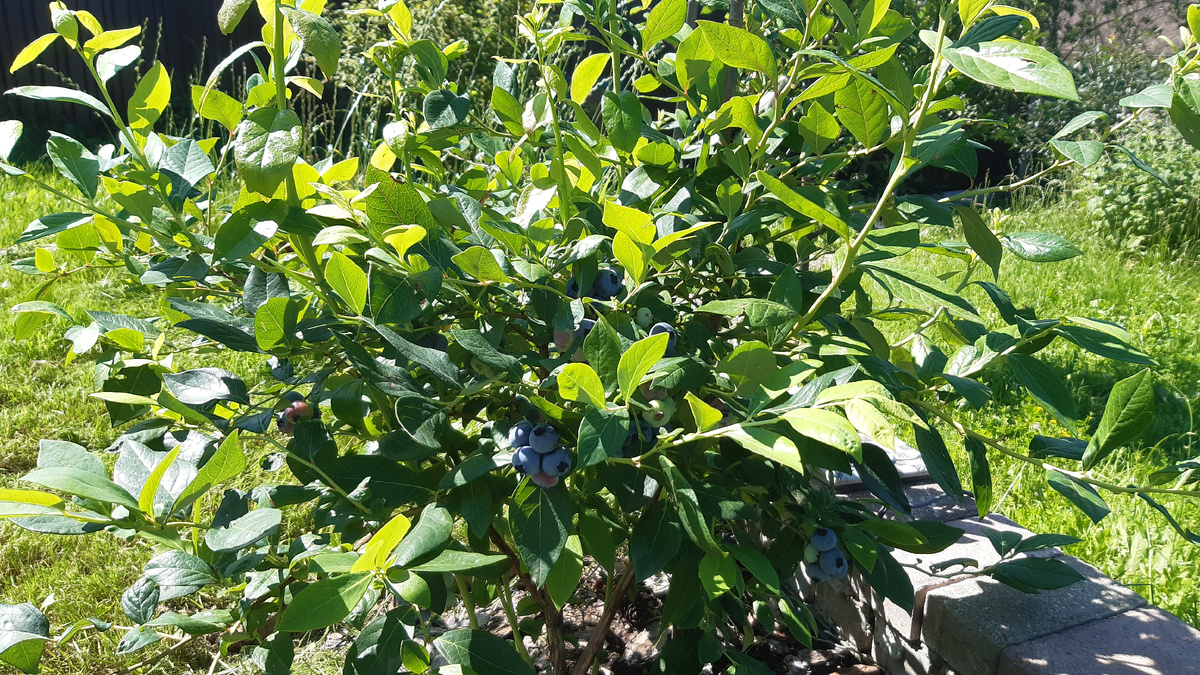 голубика высокая