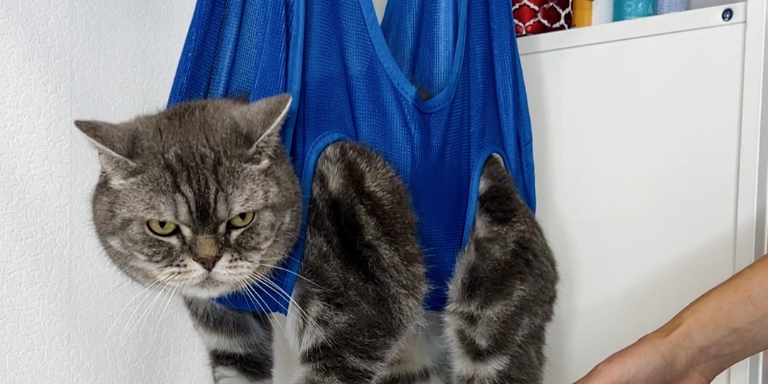 Три аксессуара для кошек, которые вызывают бурю эмоций и почему их используют