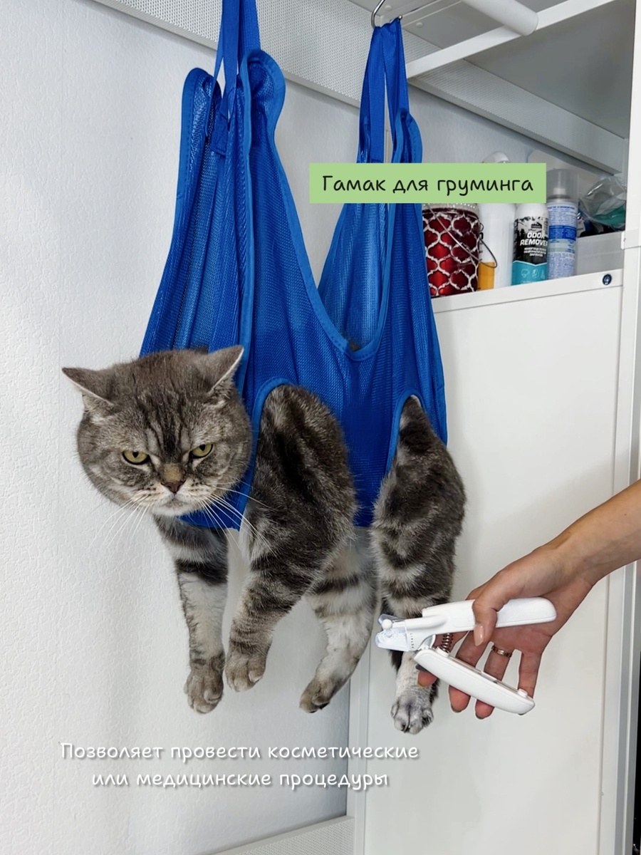 Кот Бэнни в гамаке для груминга