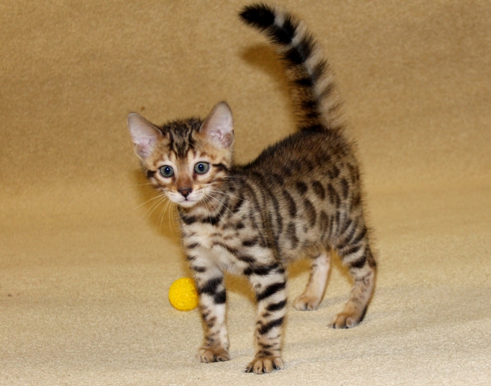 ,бенгальские котята
