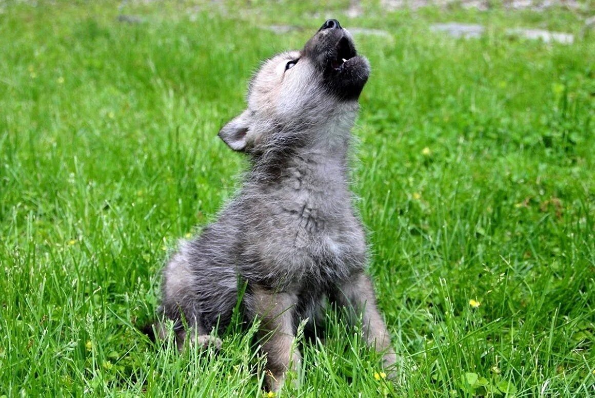 Фото из Яндекса