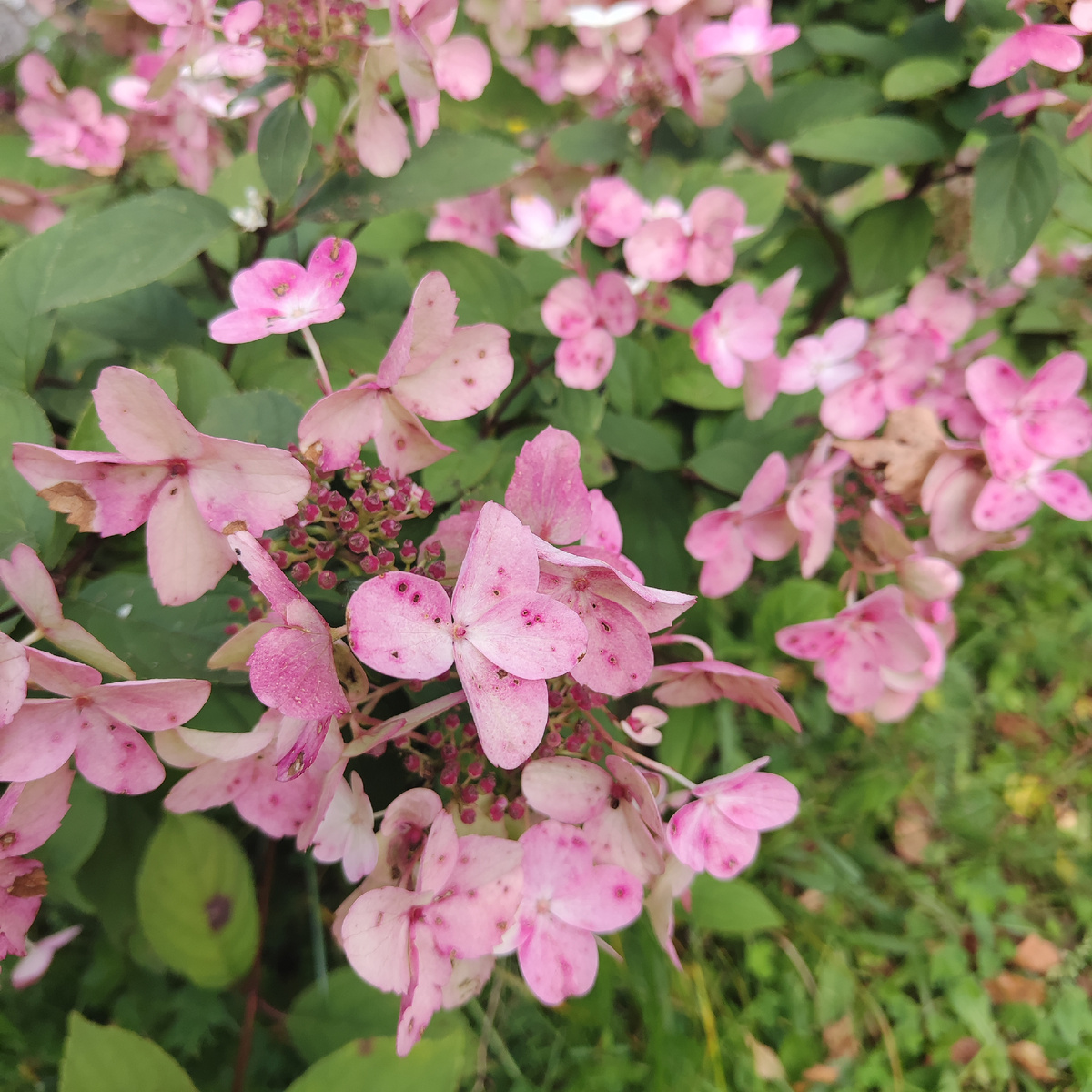 Лето и цветы