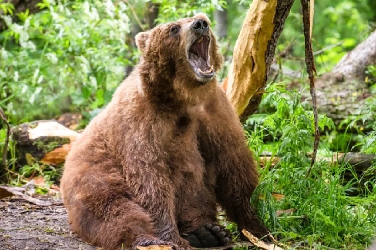    В Башкирии выдано 130 разрешений на охоту на медведя